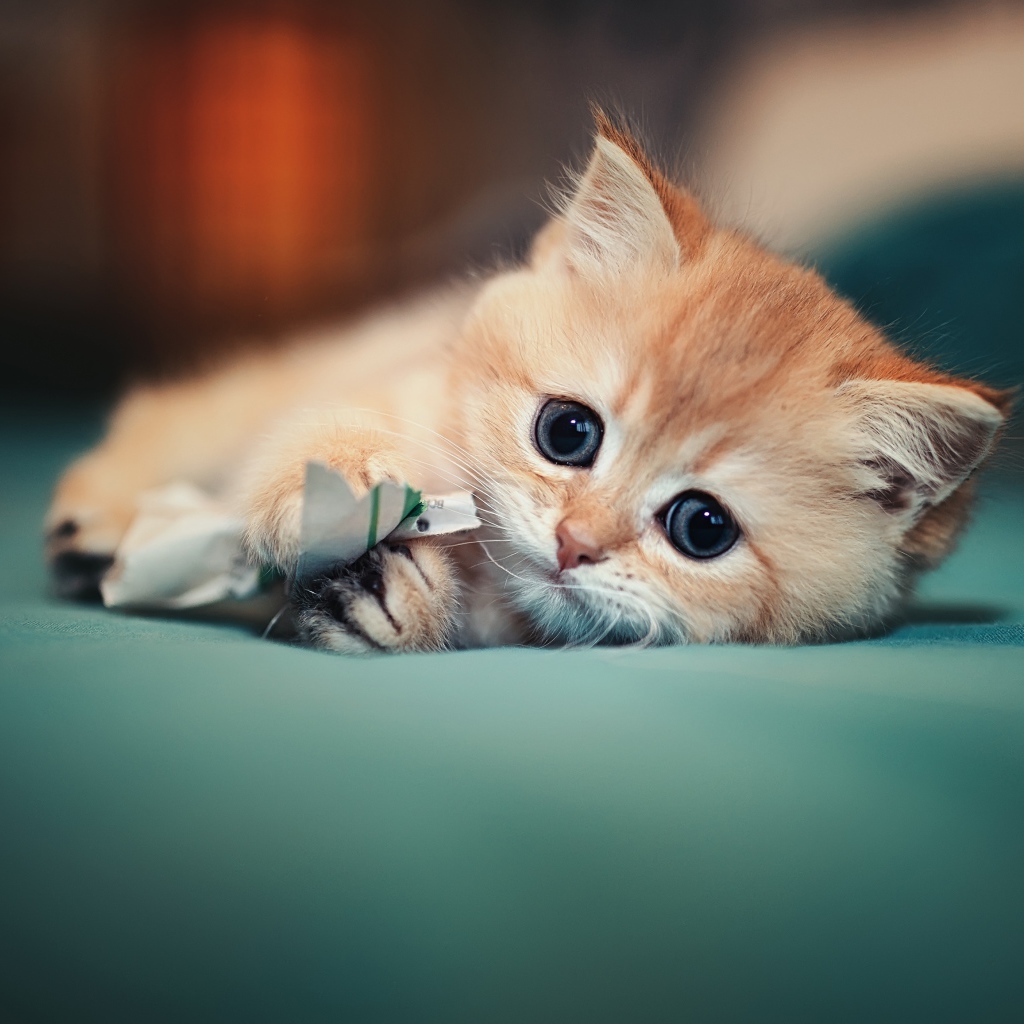 Маленький испуганный котенок играет на кровати 