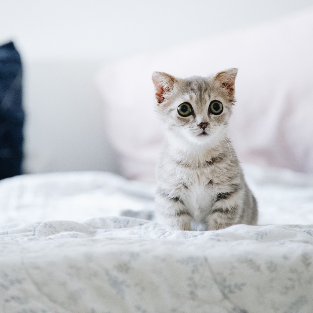 Маленький испуганный котенок сидит на кровати 
