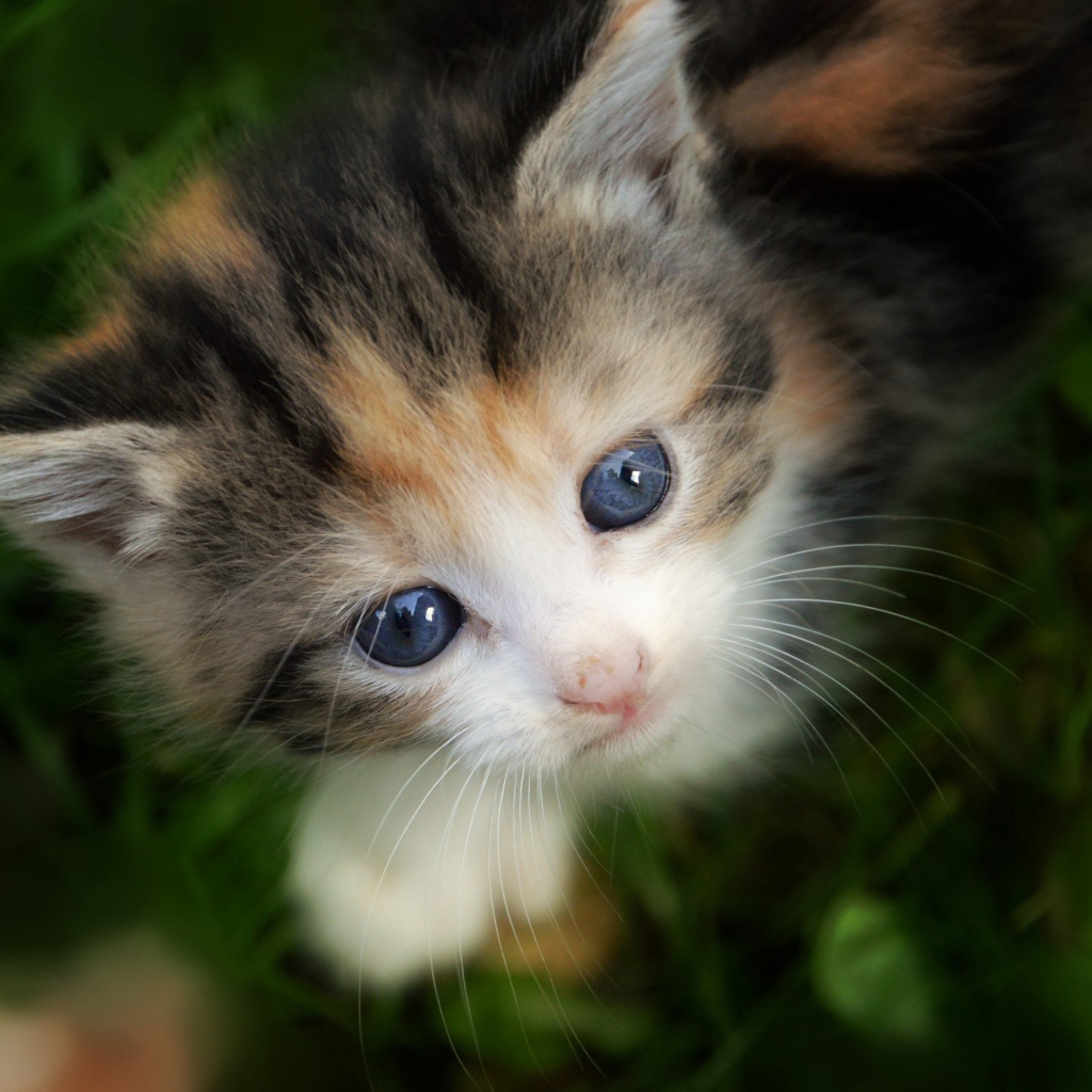 Маленький трехцветный котенок сидит в зеленой траве
