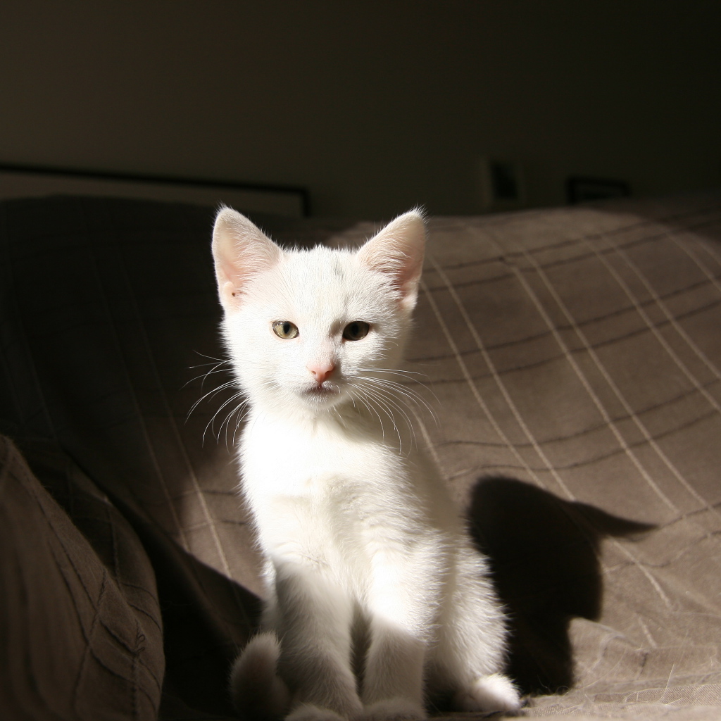 Маленький  белый котенок лежит на кровати 