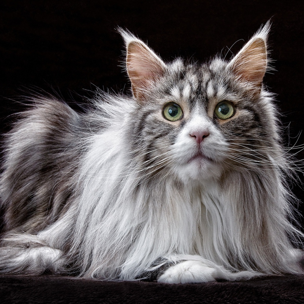 Большой кот породы мейн кун  на черном фоне