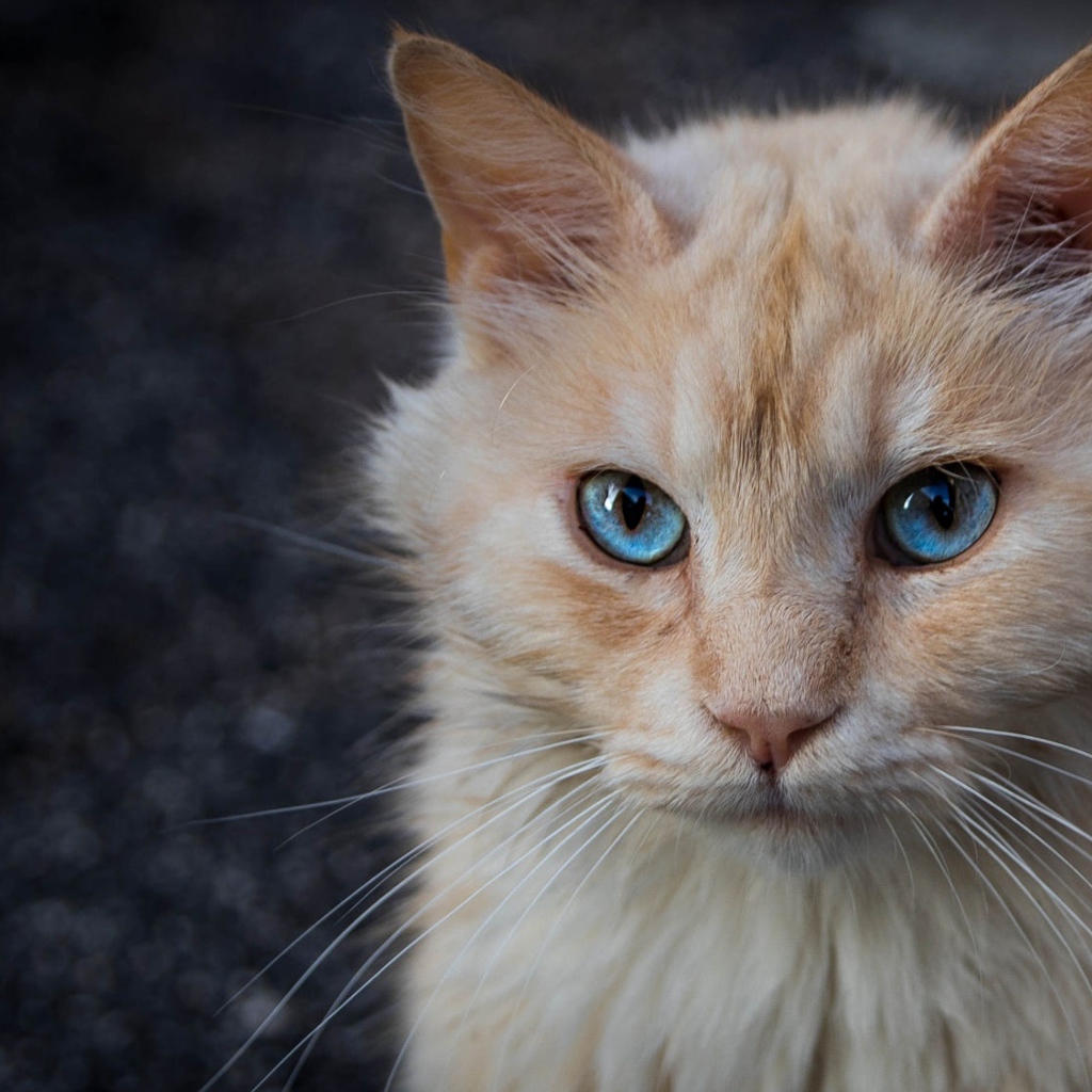 Морда рыжего голубоглазого кота крупным планом