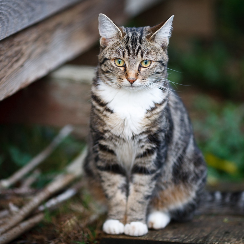 Задумчивый серый кот сидит на деревянной лавке
