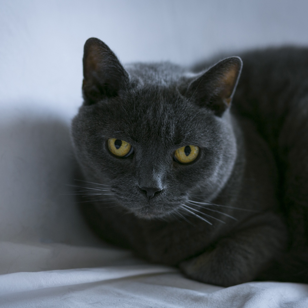 Породистый британский кот лежит на сером покрывале 