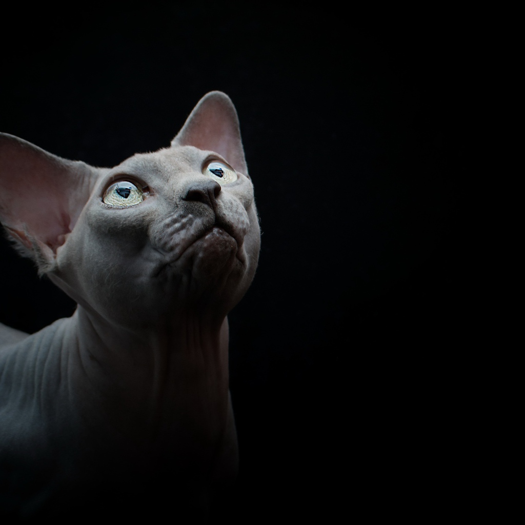 Породистый кот породы сфинкс на черном фоне