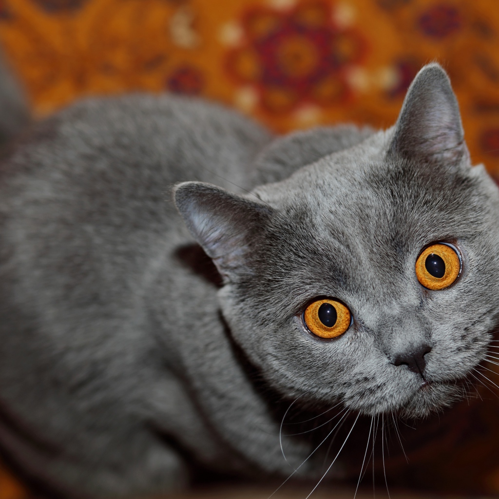 Породистый британский кот с желтыми глазами