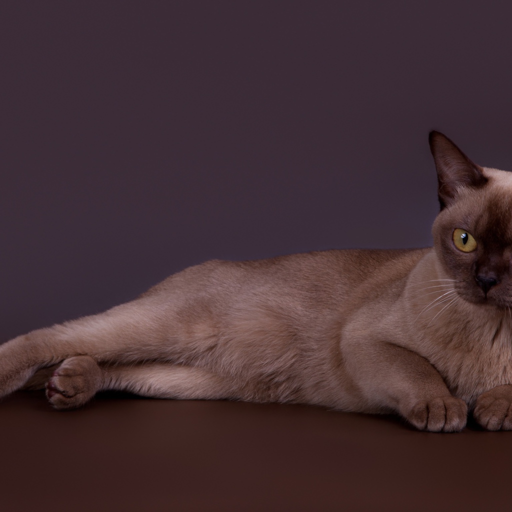 Породистый кот лежит на сером фоне