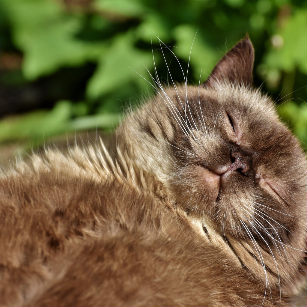 Породистый кот спит в лучах солнца