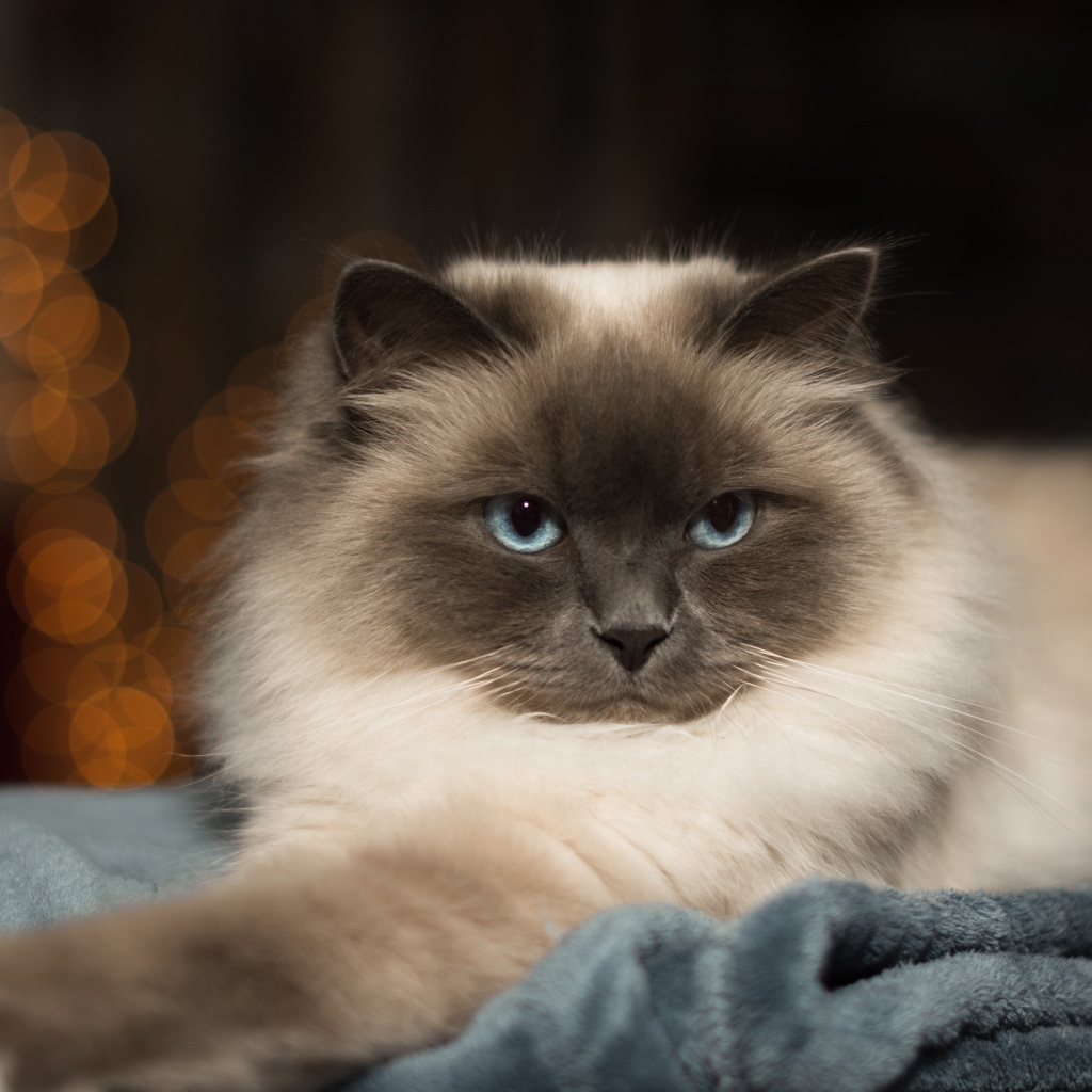 Породистый пушистый голубоглазый кот лежит на кровати