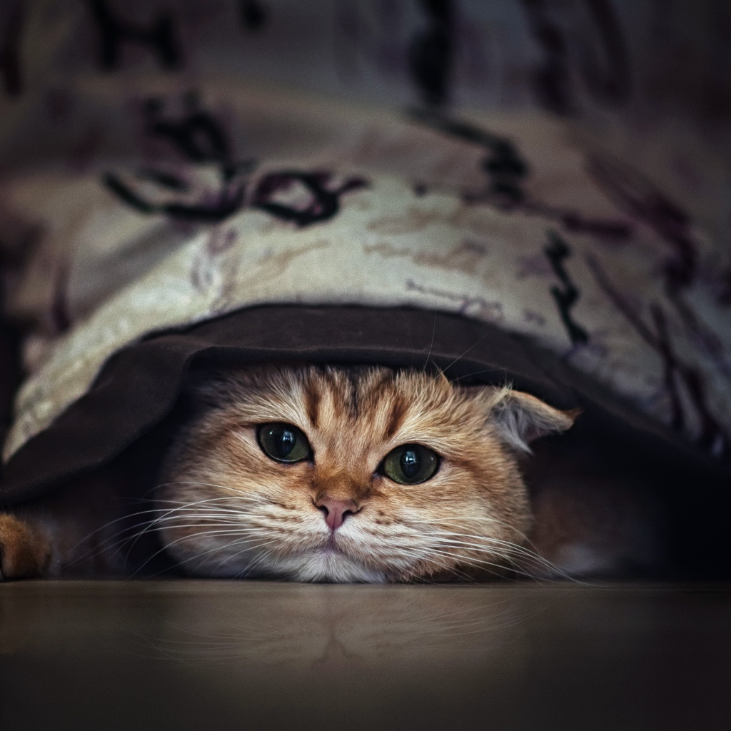 Породистый зеленоглазый кот прячется под кроватью 