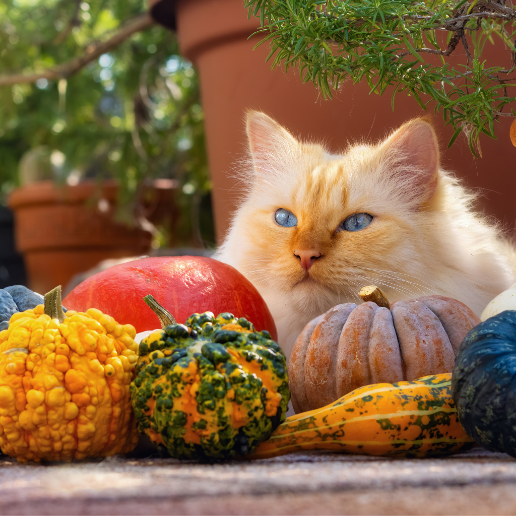 Рыжий голубоглазый кот с тыквами