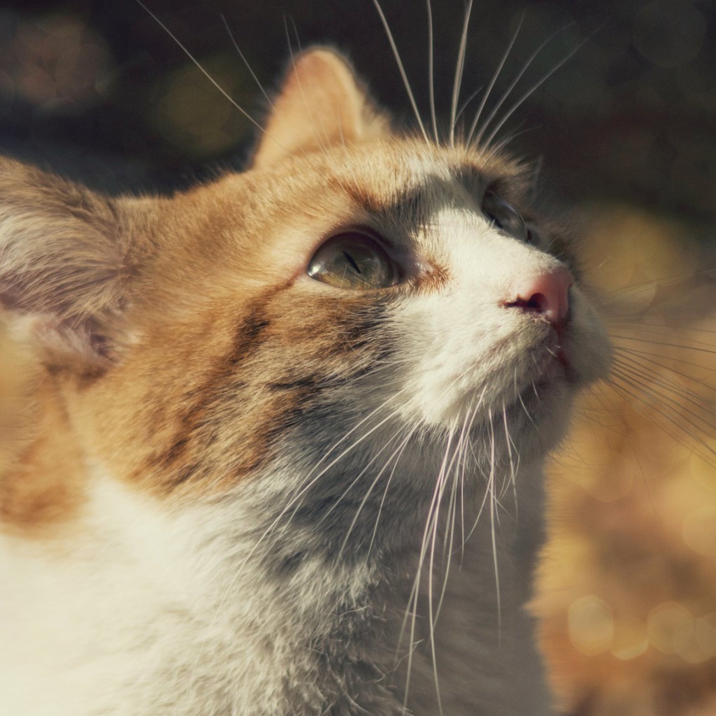 Рыжий с белым кот смотрит вверх 