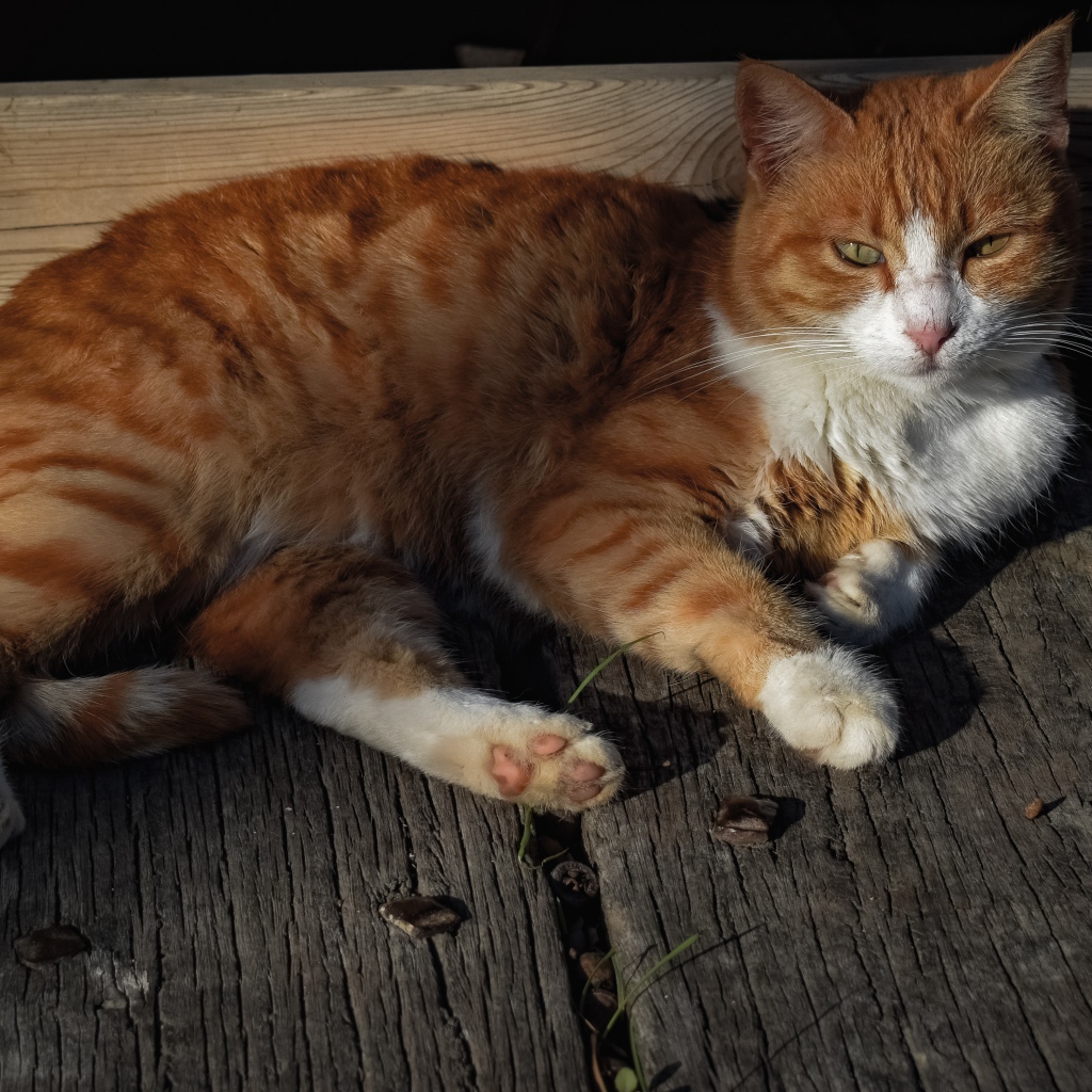 Рыжий кот в лучах солнца лежит на досках 