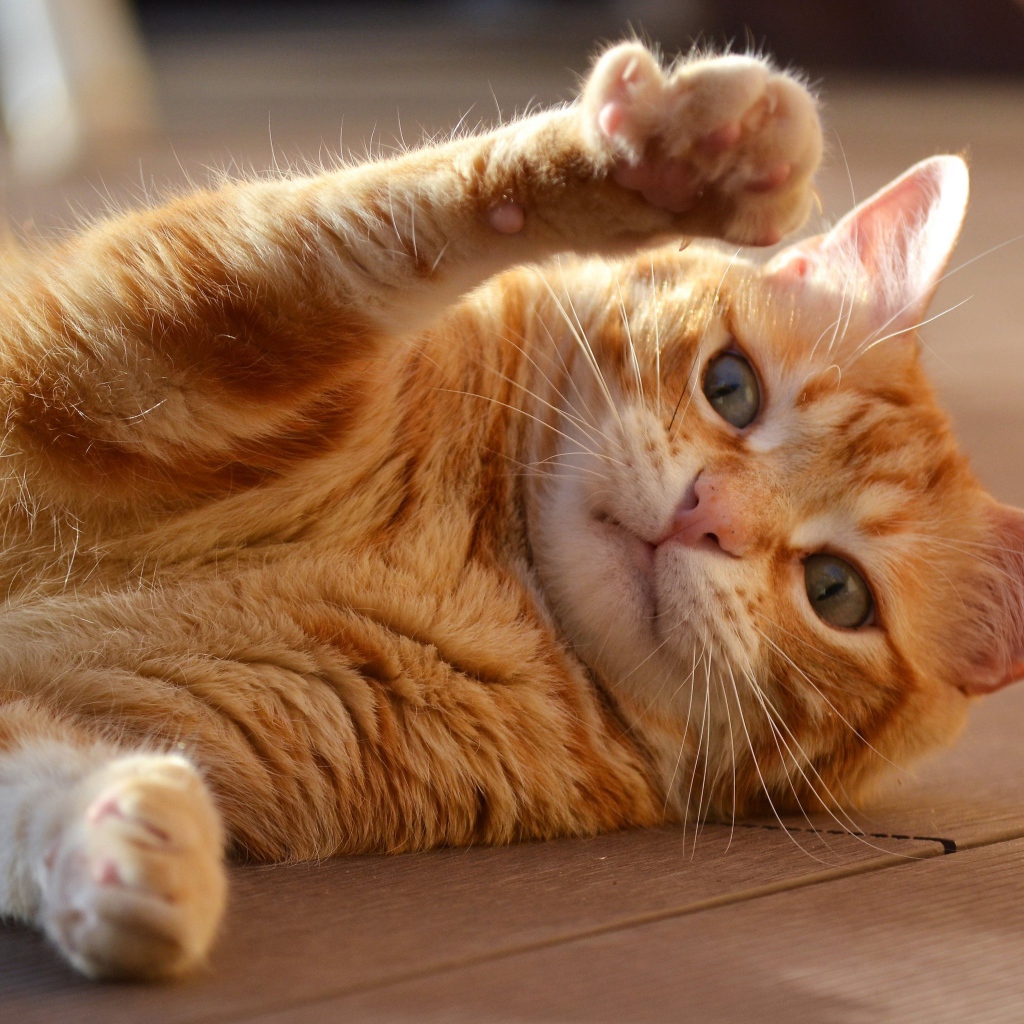 Рыжий кот играет на полу 