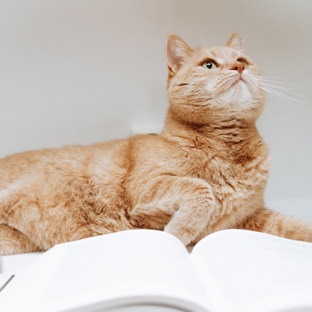 Рыжий кот с книгой на сером фоне