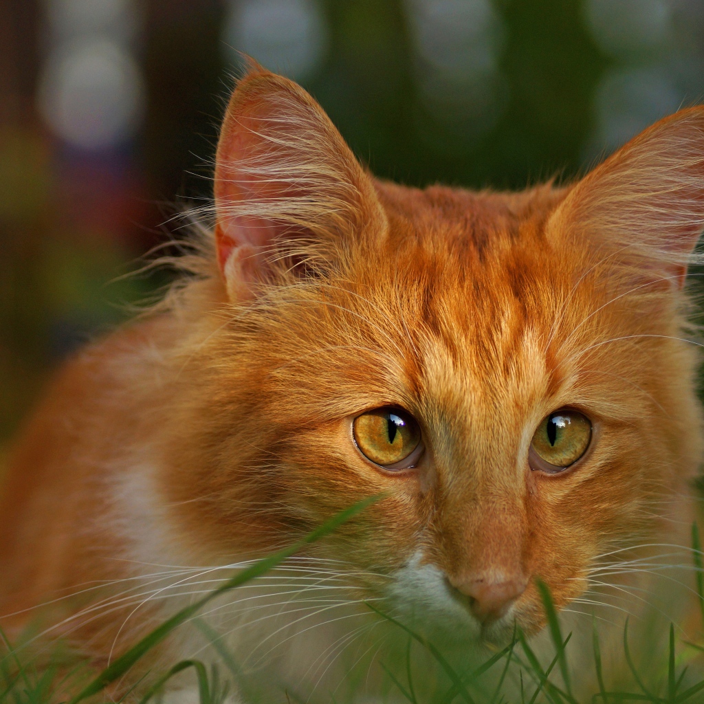 Рыжий кот со смешными глазами сидит в зеленой траве