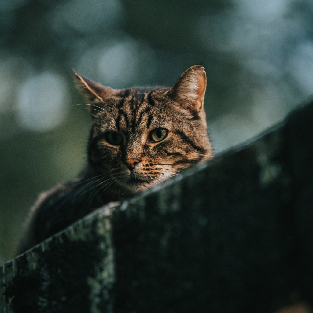 Грустный серый кот сидит на улице 