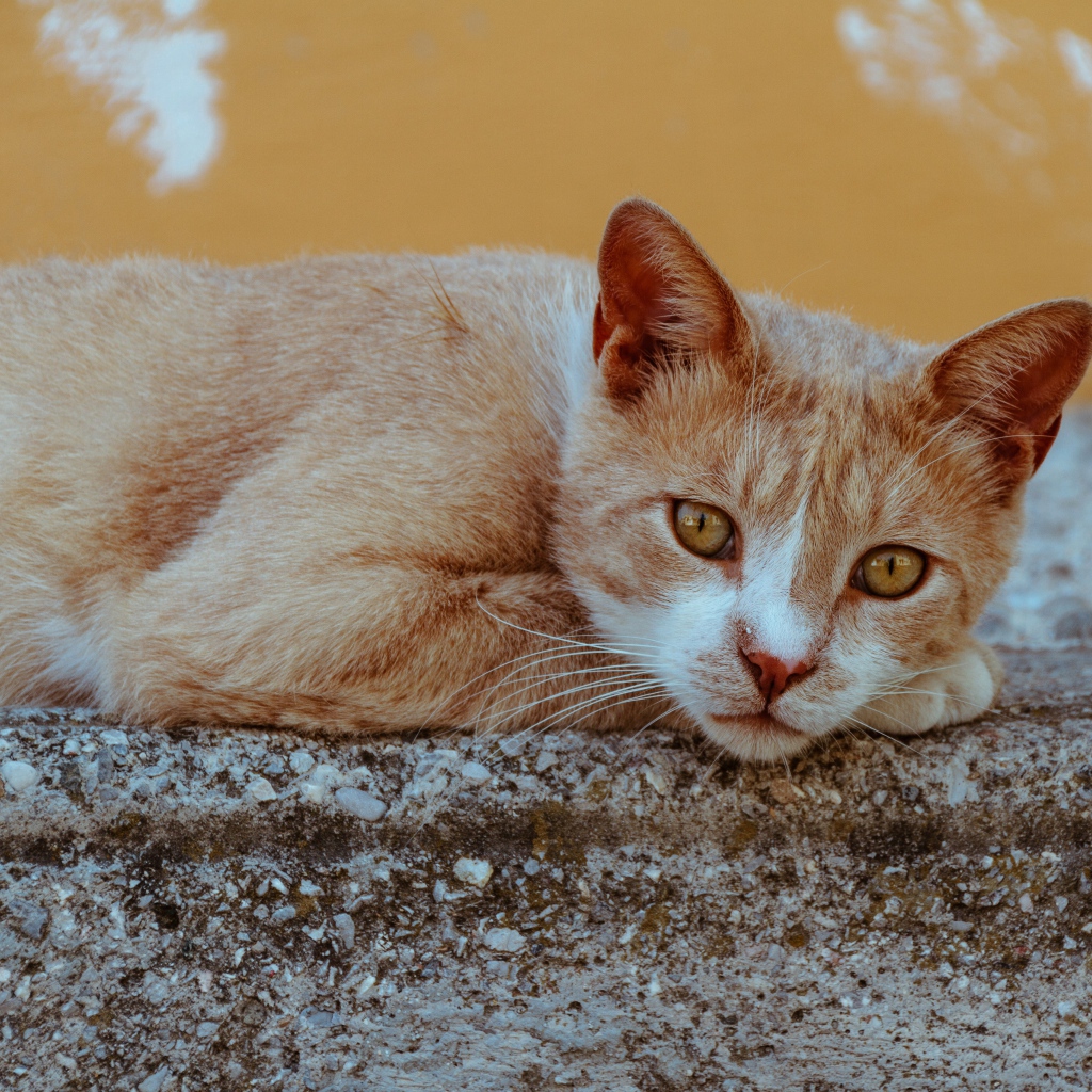 Грустный рыжий кот лежит на камне