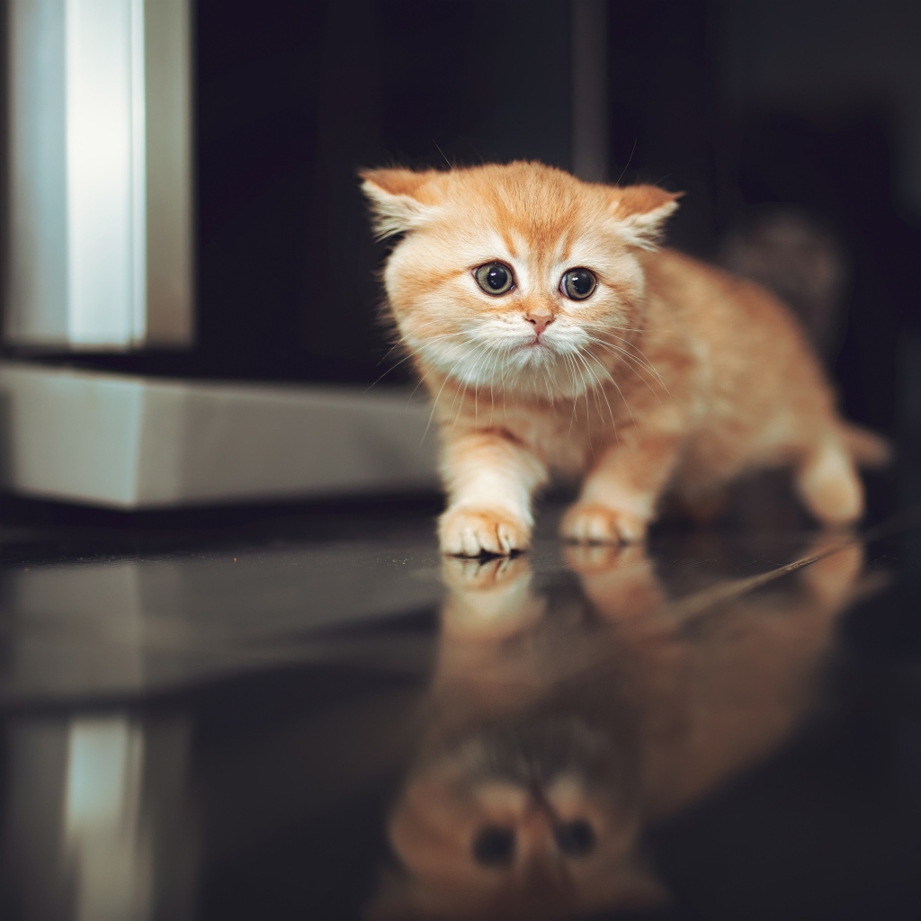 Испуганный рыжий котенок крадется по полу 