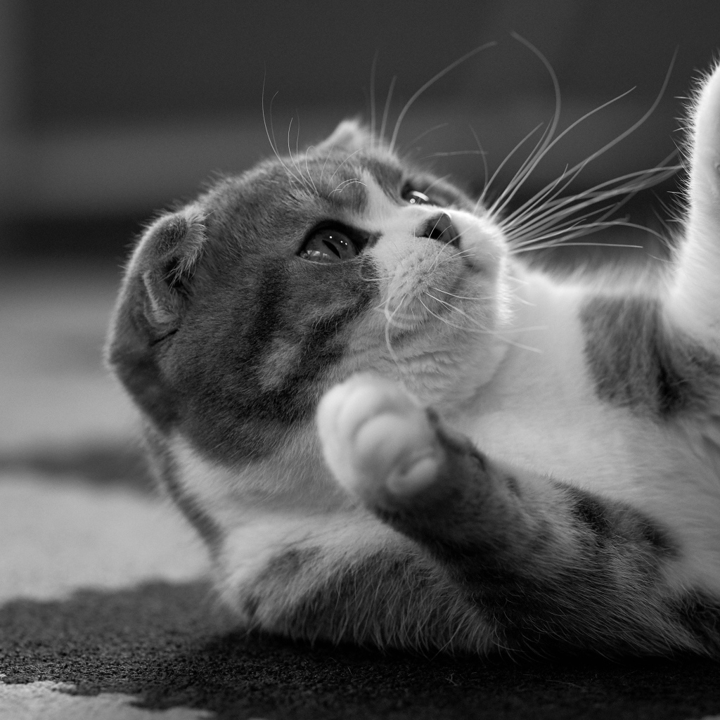 Scottish kitten lies on a carpet