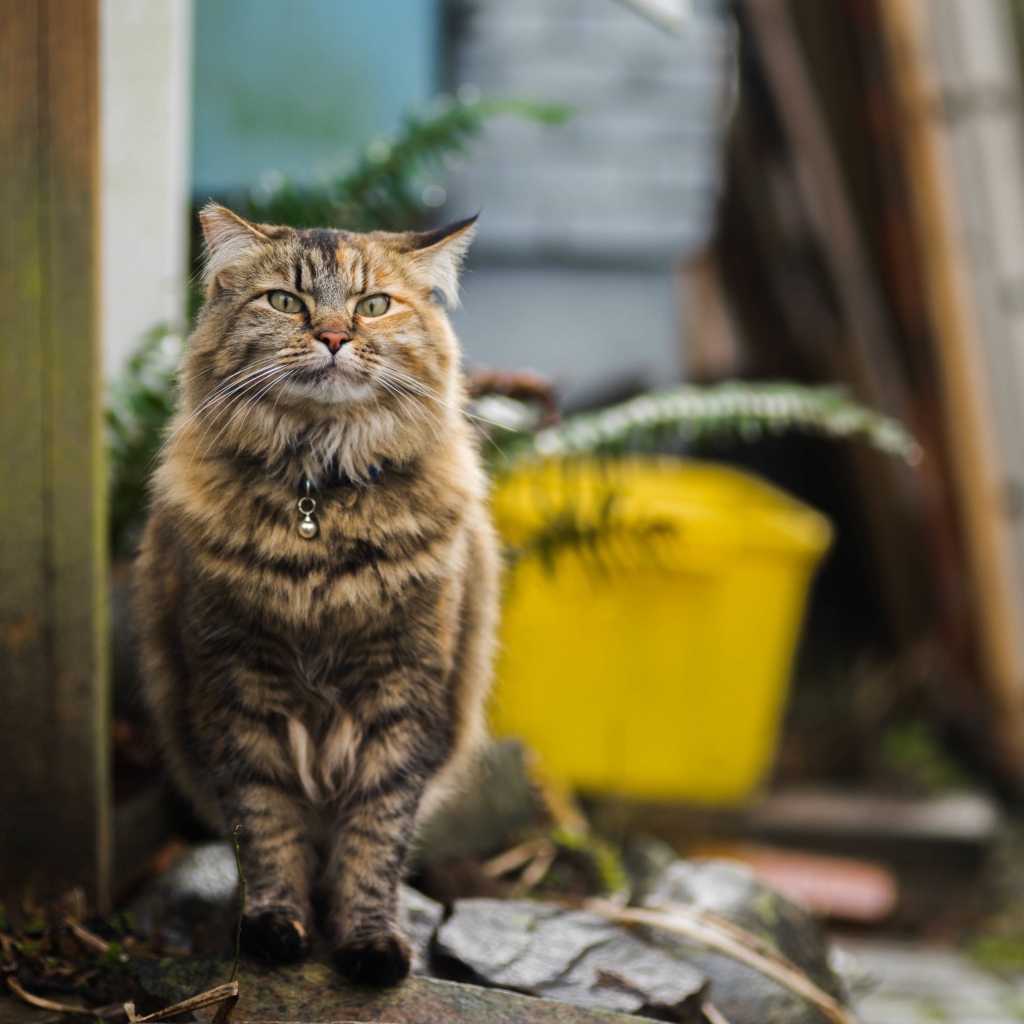 Серьезный серый кот с ошейником 