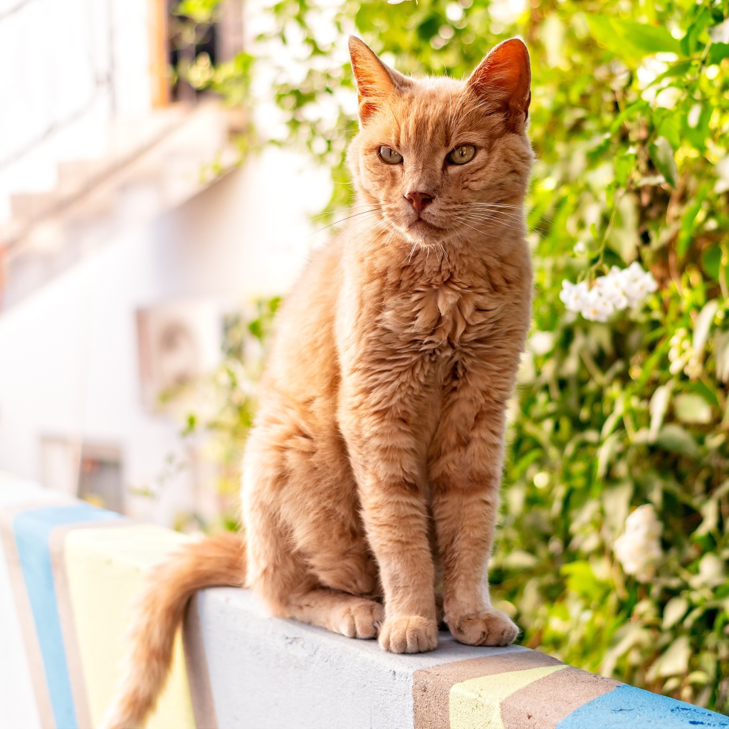 Серьезный рыжий кот сидит на перилах 