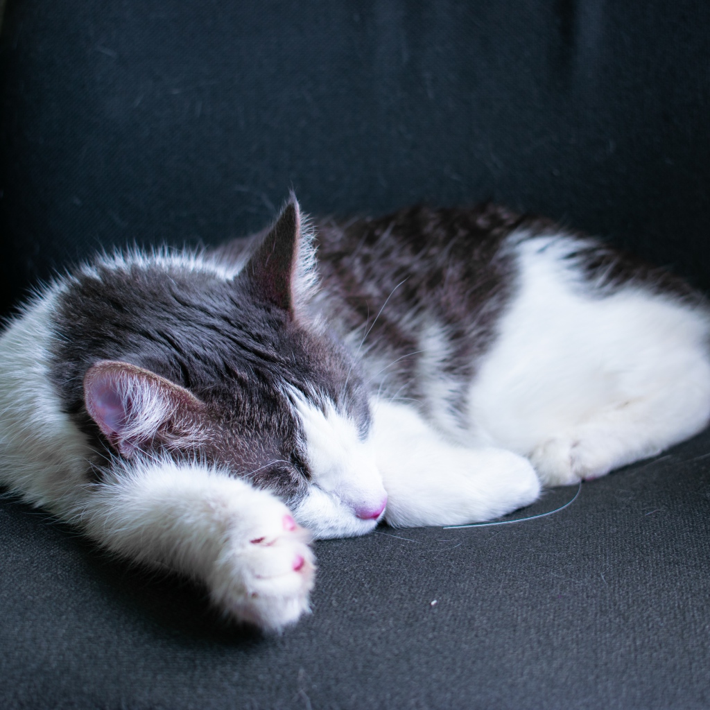 Sleeping white-gray cat on a black sofa
