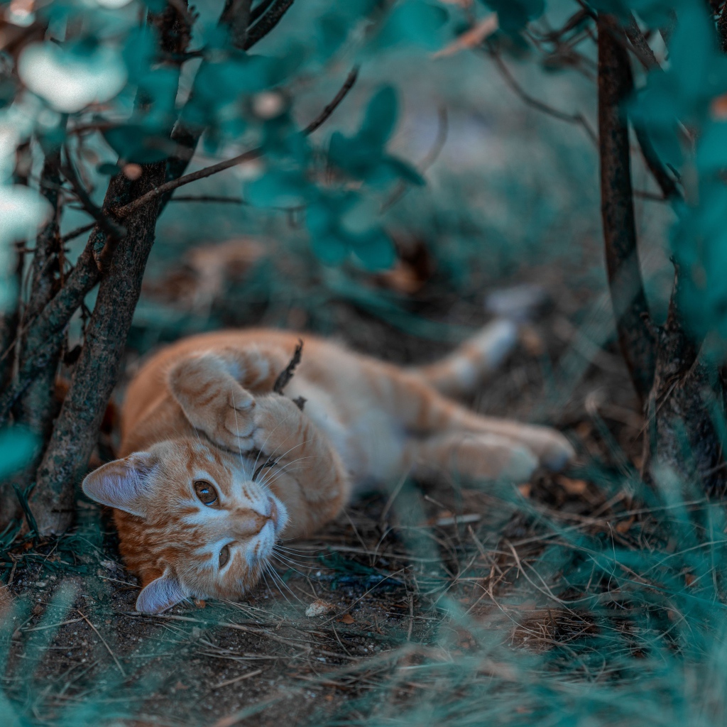 Маленький рыжий котенок в ветках 