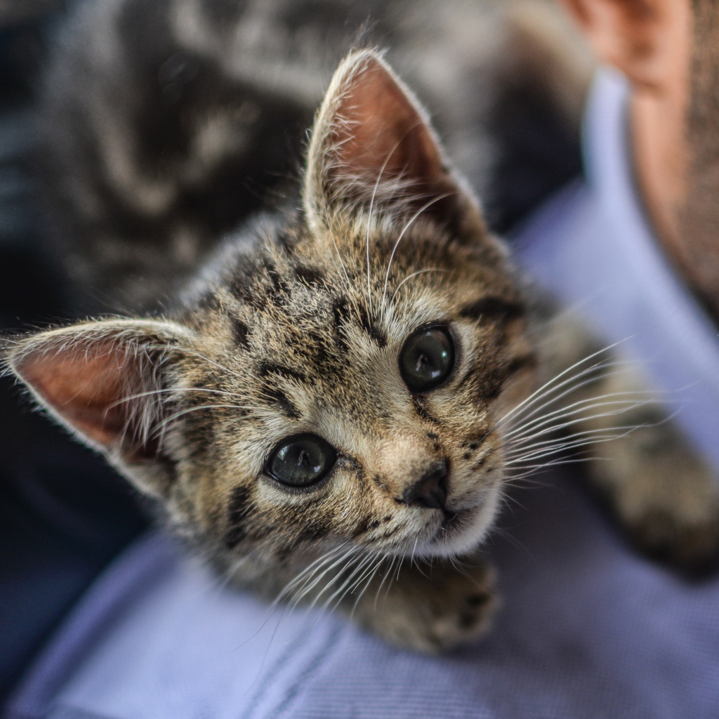Маленький серый котенок на плече у мужчины