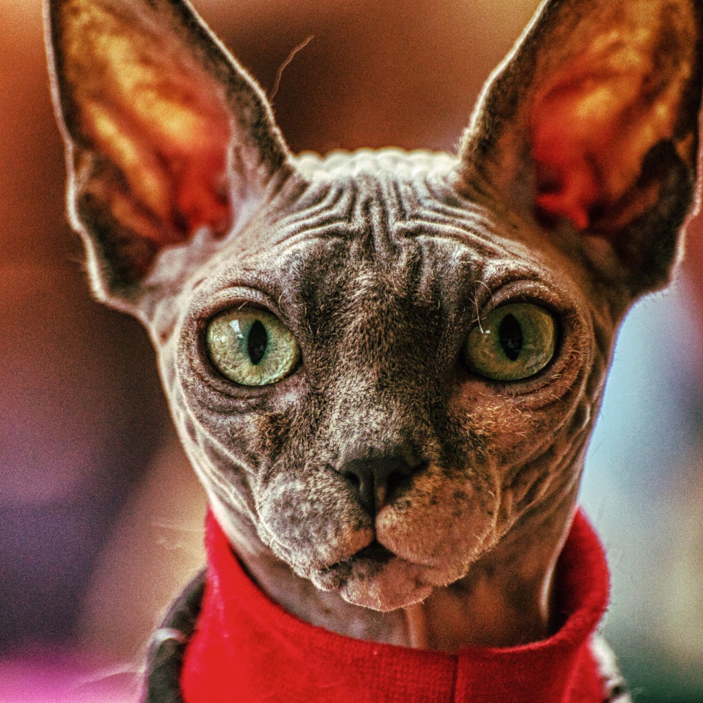 Кот сфинкс в свитере крупным планом