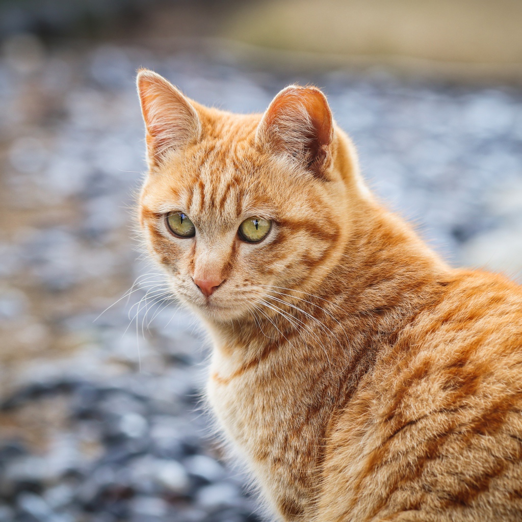 Полосатый рыжий кот смотрит вдаль 