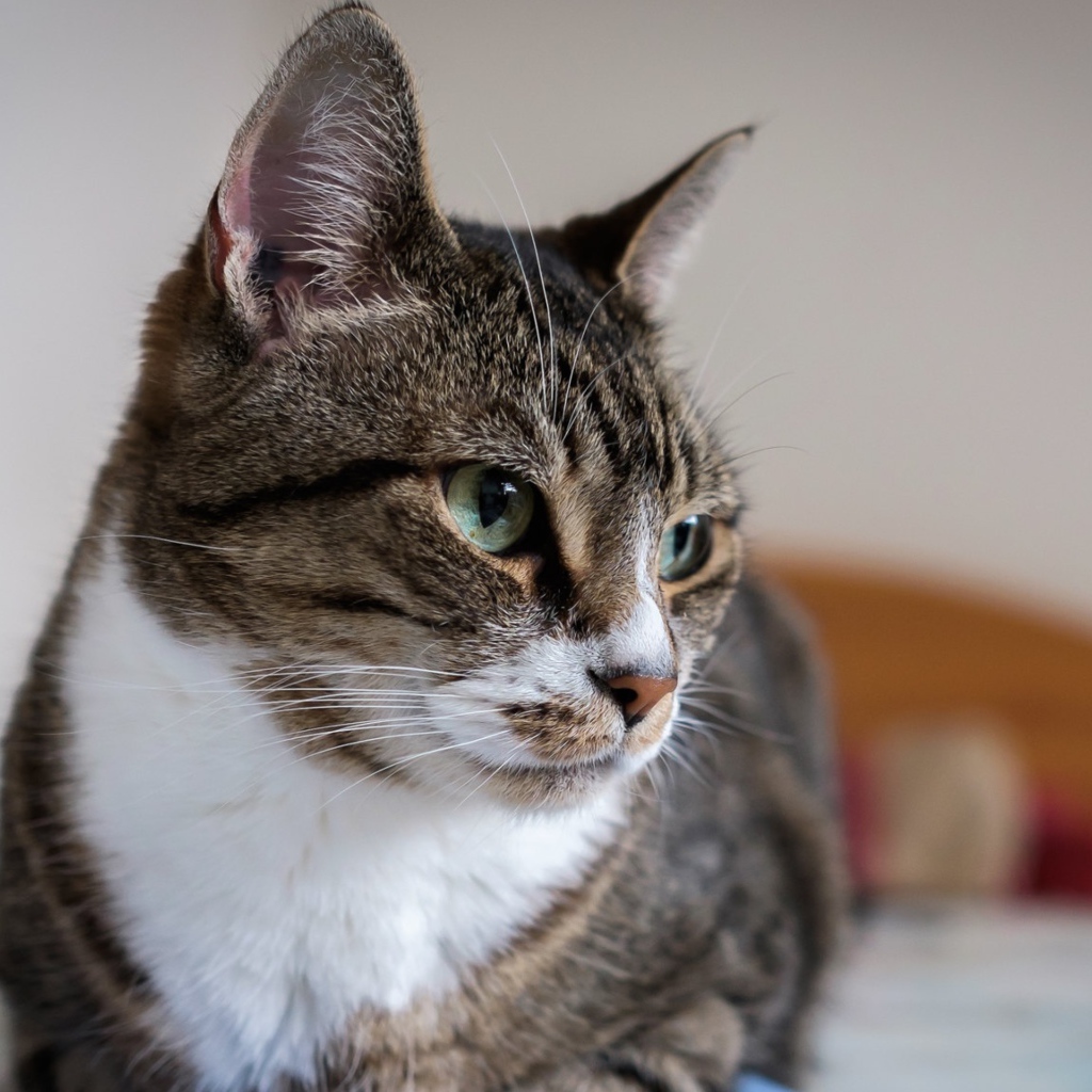 Полосатый серый кот с зелеными глазами на кровати