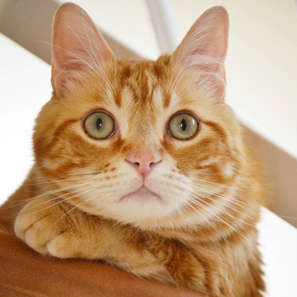 Полосатый рыжий кот смотрит на хозяина