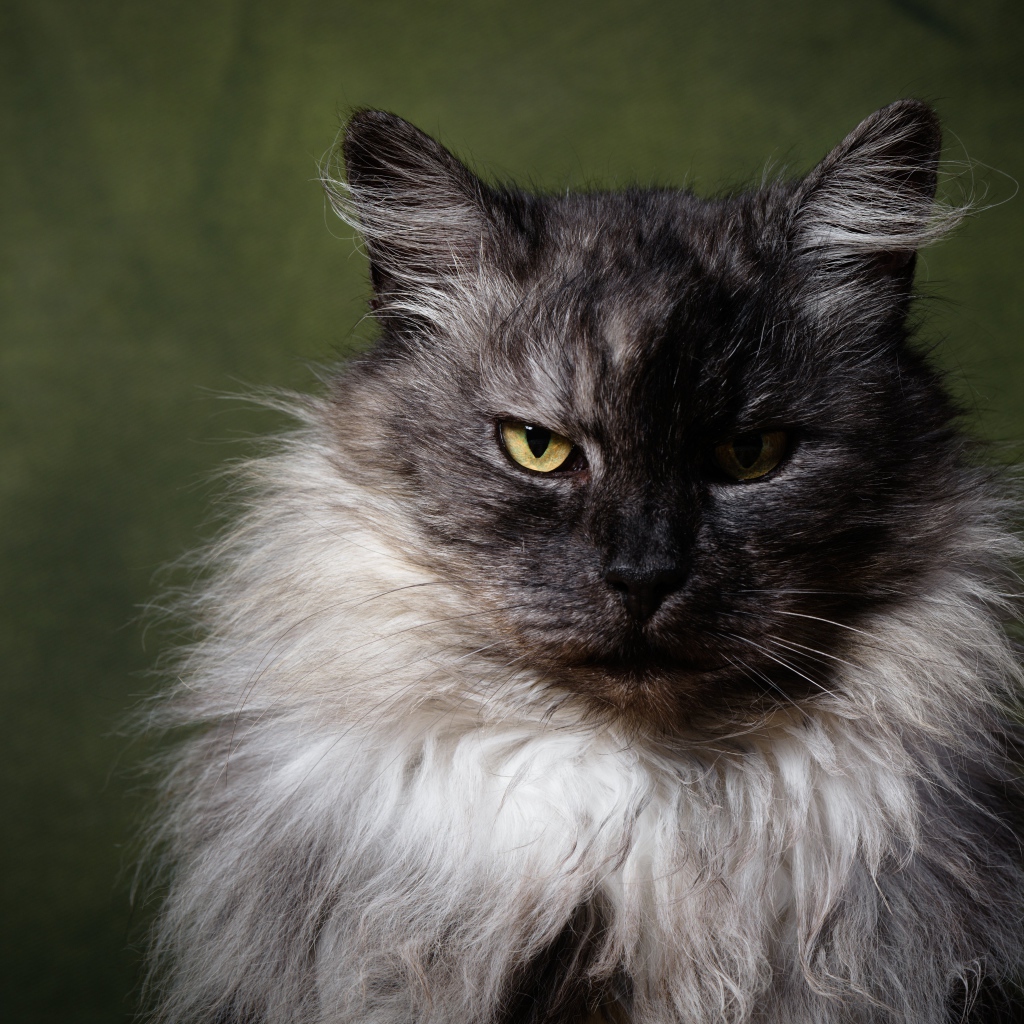 Грозный пушистый кот с желтыми глазами