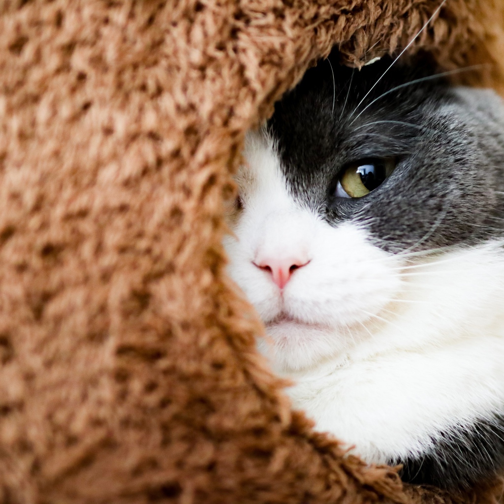 Кот засыпает в домике 