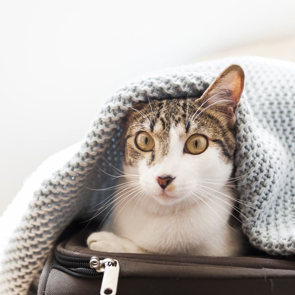 Кот сидит на чемодане под одеялом 