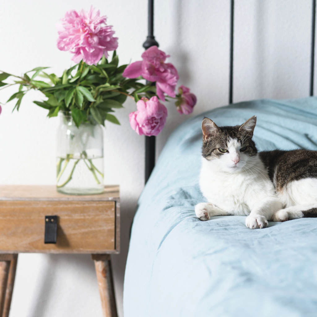 Кот лежит на большой кровати в комнате с букетом пионов