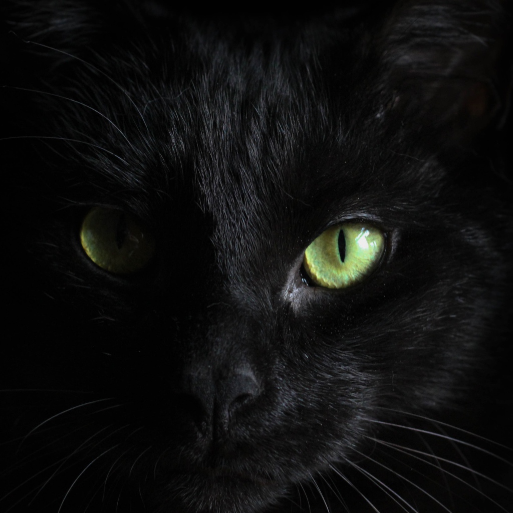 Морда черного кота с зелеными глазами