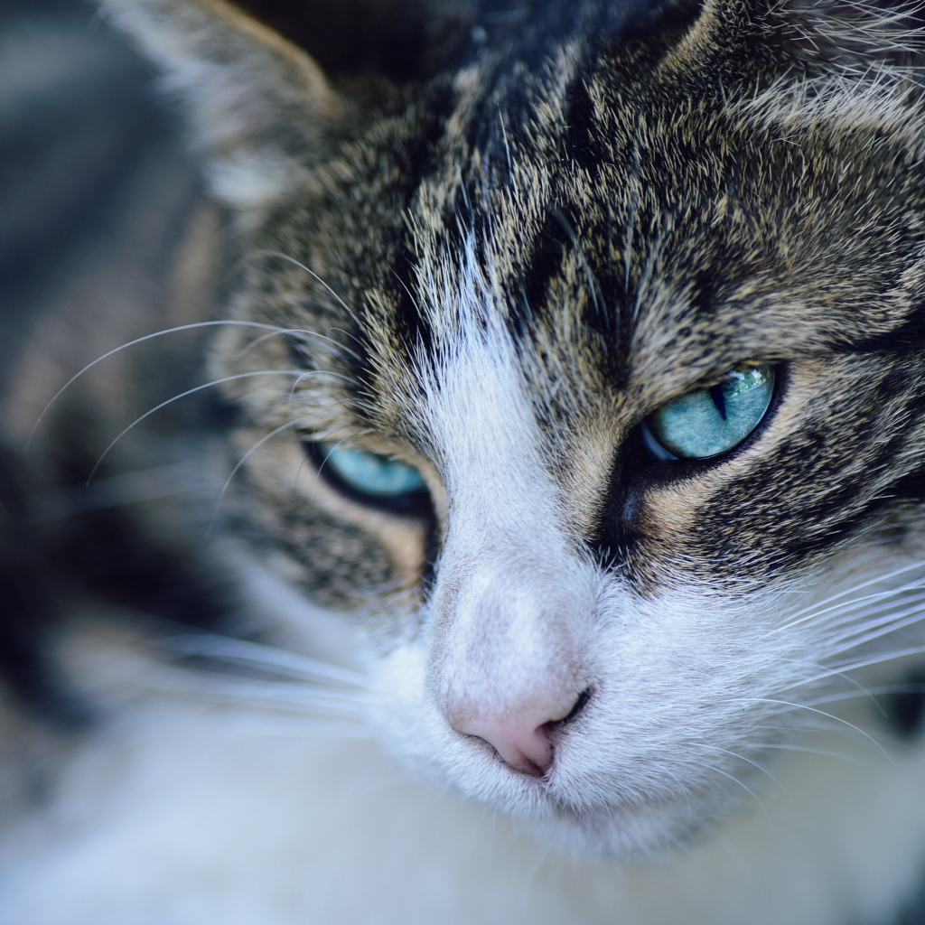 Морда серой кошки с голубыми глазами