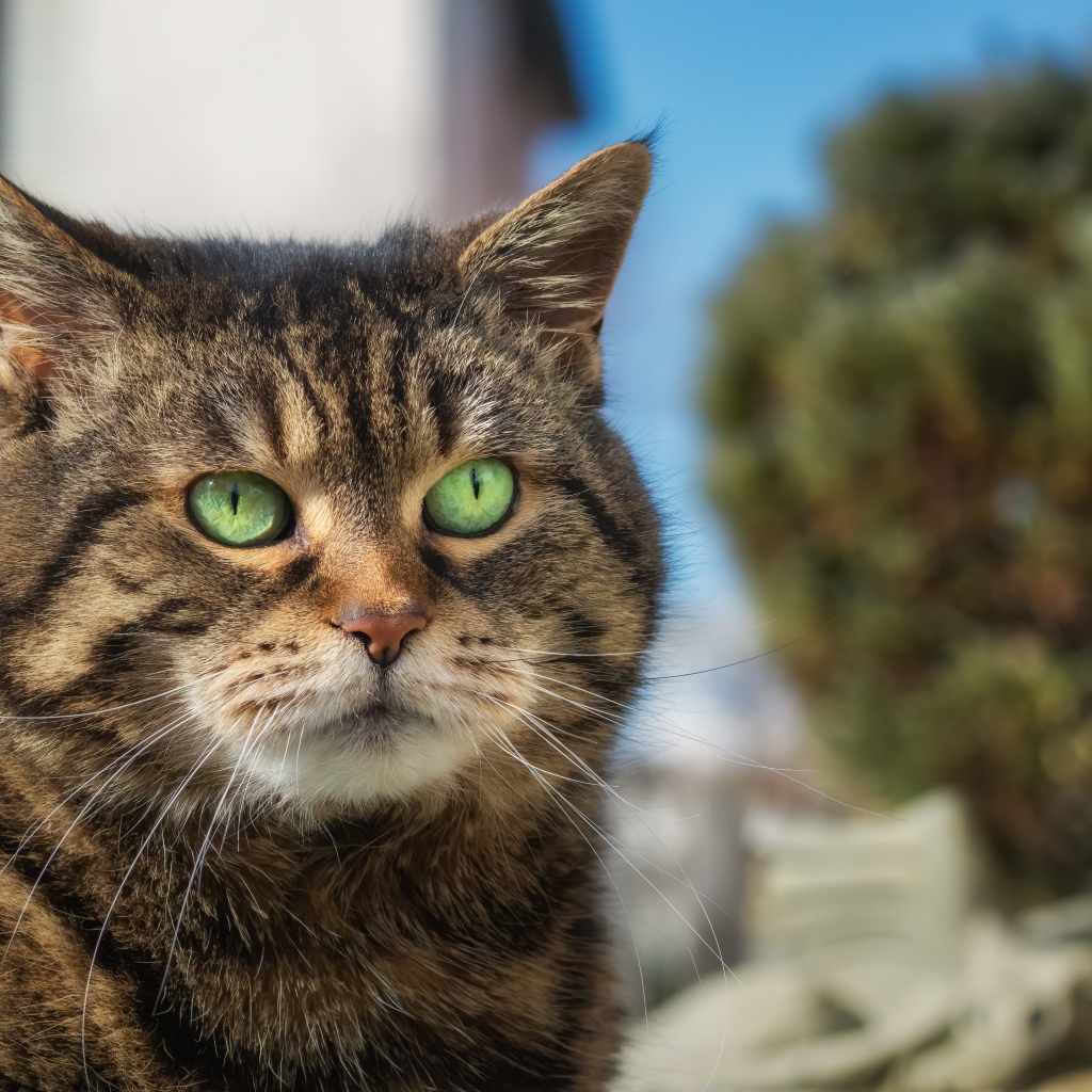 Морда большого серого кота с зелеными глазами