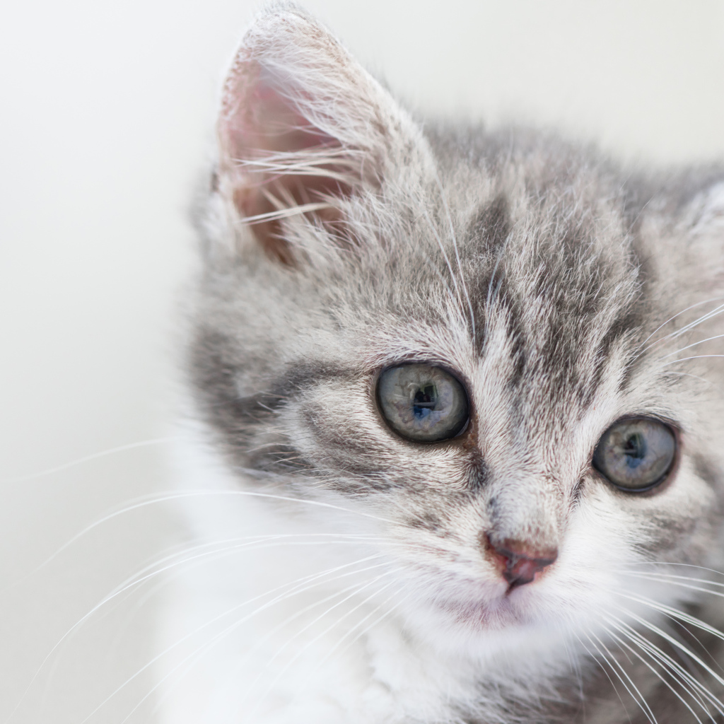 Морда маленького серого котенка 