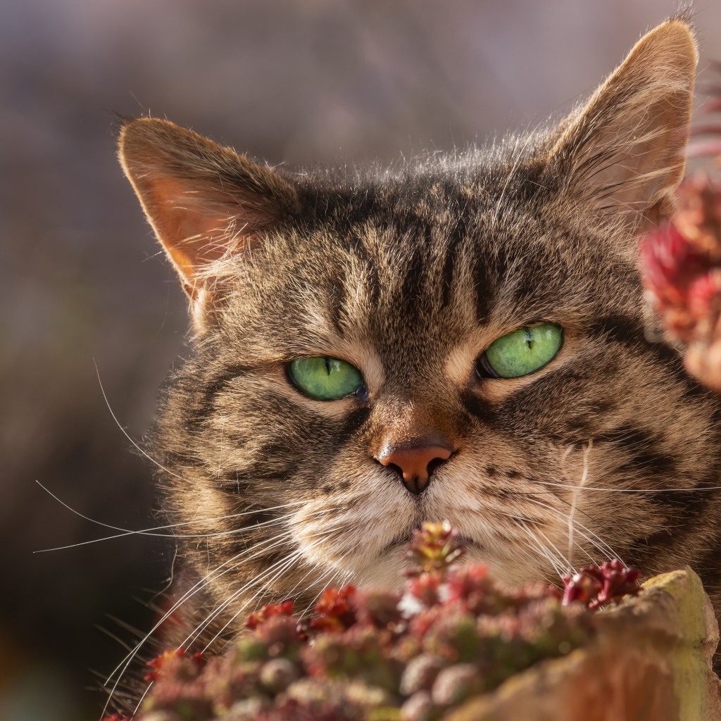 Морда серьезного зеленоглазого серого кота 