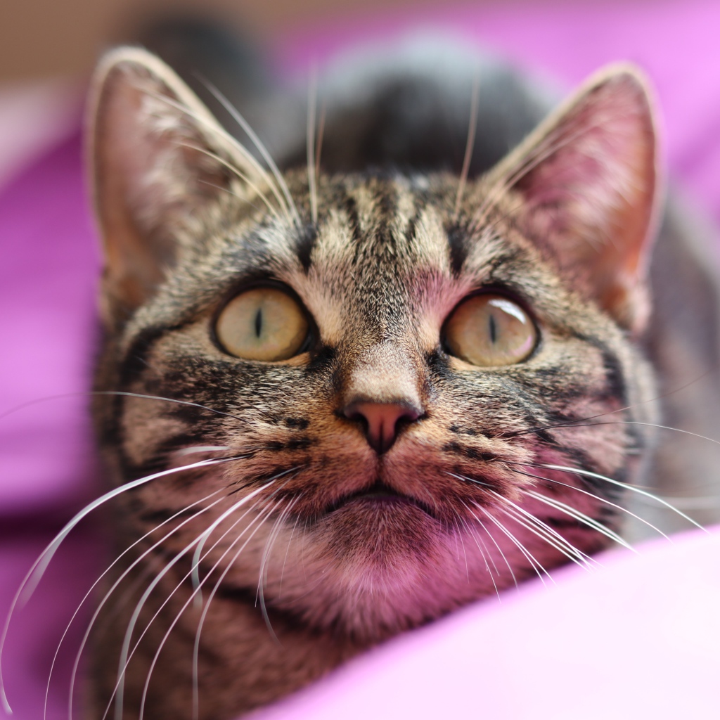Полосатый серый кот лежит на розовом покрывале