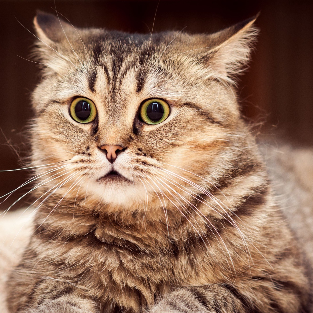 Удивленный серый кот лежит на диване