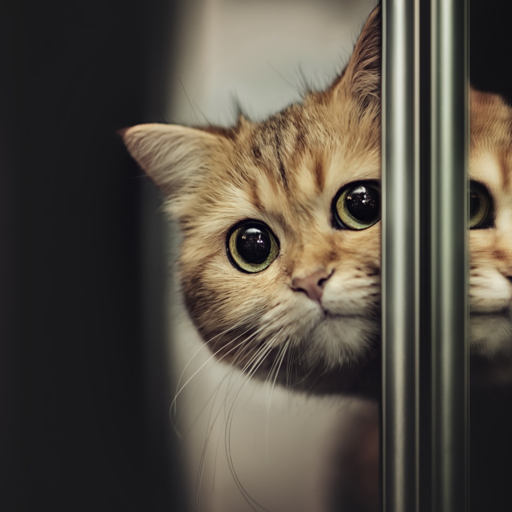 Породистый испуганный кот выглядывает из-за двери 