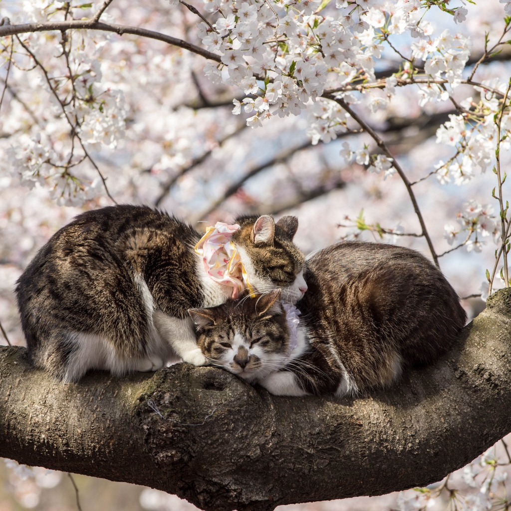 Два кота сидят на цветущей весенней ветке 
