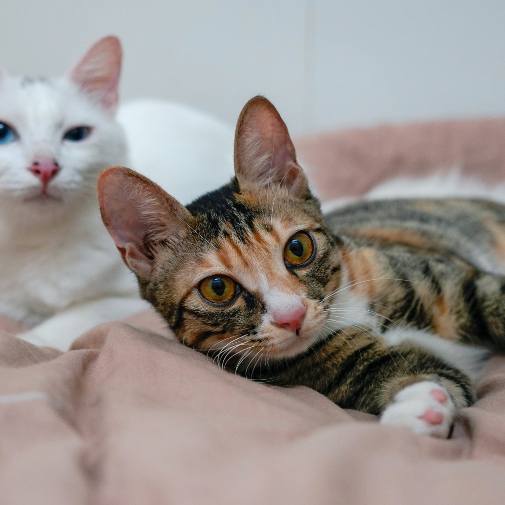 Две милые кошки лежат на кровати 