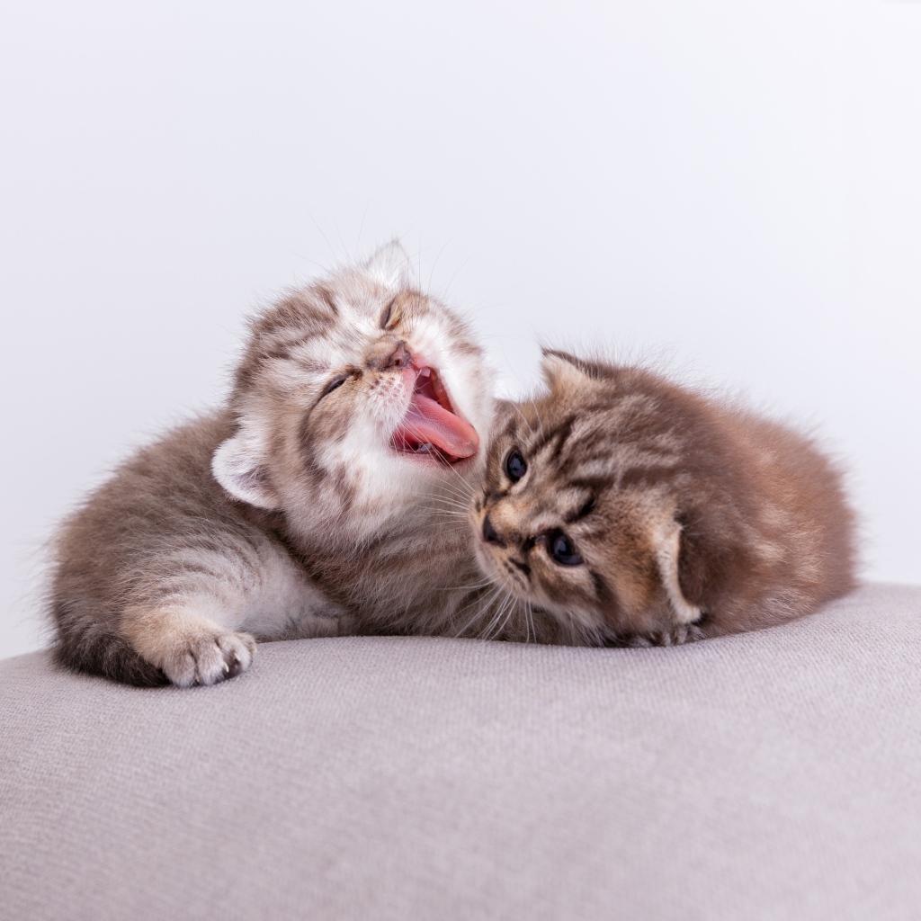 Два милых маленьких котенка на подушке