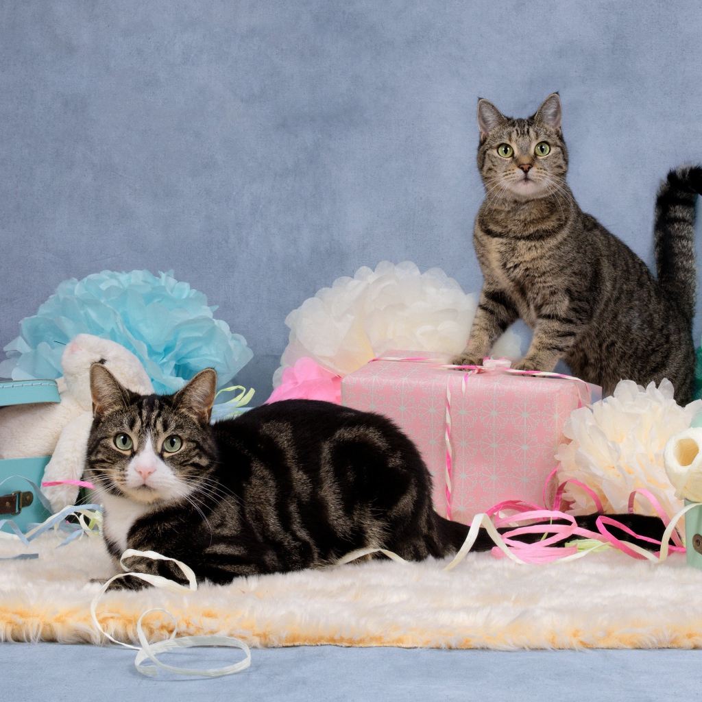 Два серых кота с подарками и цветами на сером фоне