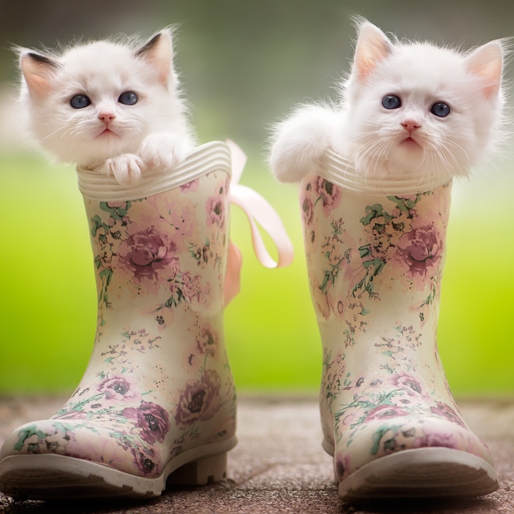Два маленьких милых котенка сидят в резиновых сапогах
